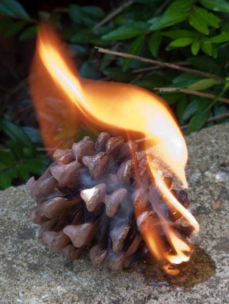 Pine Cone Fire Lighter - ©  Gary Waidson - Ravenlore Bushcraft and Wilderness skills.